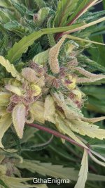GthaEnigma - Variegated Xmas Bud (mango lotus scarlet pheno).jpg