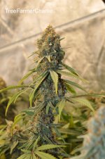 TreeFarmerCharlie - Northern Lights.jpg