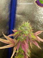 Eastcoastdabwiz - Slurricane x Blue Cheese.jpg