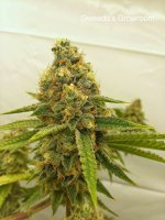 Gweedo's Growroom - Purple Betty (esosseeds).jpg
