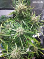 Easyday20 - Purple Betty (esosseeds).jpg