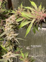 Kold Kasiz - Blueberry Iced Cream and Rainbow Wiggler .jpg