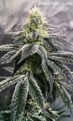 GhestViewingLimit - Purple City Kush Mints x Strawnana.jpg