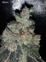 Baron - Blue Dream x LAPK ( Hazeman ).jpeg