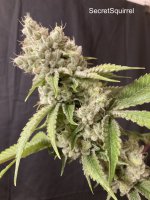 SecretSquirrel - Wedding Cake 66 days.jpg