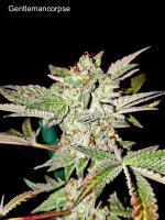 Gentlemancorpse - Greases Pieces (3Thirteen Seeds).jpg