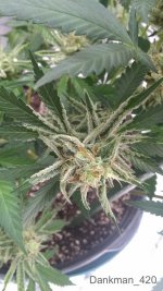 Dankman_420 - Atomic Gold.jpg