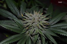 OldG - Holy War (Godbud F4 x Starfighter F6) bred by HeathenRaider day 30.jpg
