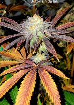 Buddy's n da lab - Raindance.jpg