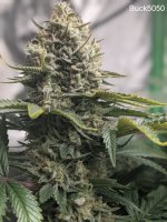 Buck5050 - GorillaBlues.jpg