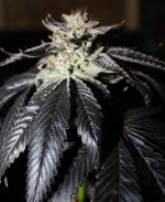 Double Trouble 2.jpg