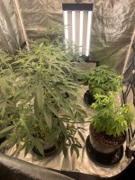 IMG_1816.jpeg