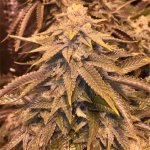 bruce-banner--3__primary_195a.jpg
