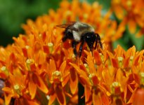 bumblebutterflyweed2.JPG