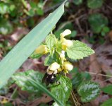 bumbledeadnettle.JPG