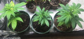 C709A9BE-5B20-4833-A69D-CAA0972ACBCF.jpeg C709A9BE-5B20-4833-A69D-CAA0972ACBCF.jpeg