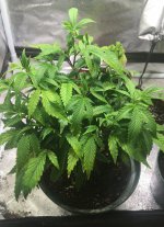 0B0F64D3-FEE0-4E3C-BA47-AB3ED5134380.jpeg 0B0F64D3-FEE0-4E3C-BA47-AB3ED5134380.jpeg