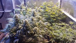 20210123_223551.jpg 20210123_223551.jpg