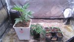 IMG_20200324_053416.jpg