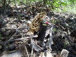 1morel2019 - Copy.jpg