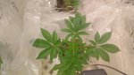 IMG_20200327_072358.jpg