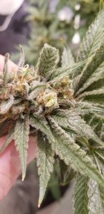 20210128_125230.jpg 20210128_125230.jpg