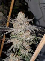 20210127_184337.jpg 20210127_184337.jpg