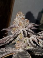 20210127_215550.jpg 20210127_215550.jpg