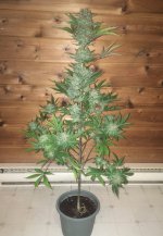 7C5314D9-0E02-4355-A8F5-FC371A3C569A.jpeg 7C5314D9-0E02-4355-A8F5-FC371A3C569A.jpeg