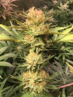 0E39D345-A1B9-4915-9493-0E54D0B2A3D9.jpeg 0E39D345-A1B9-4915-9493-0E54D0B2A3D9.jpeg