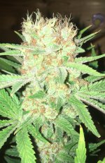 C06A3830-FA9D-4A86-BD20-757D903E9DE3.jpeg C06A3830-FA9D-4A86-BD20-757D903E9DE3.jpeg