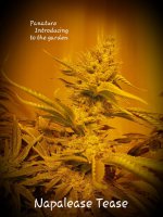 Napalease tease .jpeg