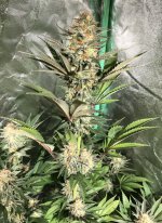 AFCC5F0B-433F-4F7E-B3A3-517B29DF0D78.jpeg AFCC5F0B-433F-4F7E-B3A3-517B29DF0D78.jpeg