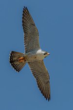 peregrine-falcon-in-flight-5-morris-finkelstein.jpg