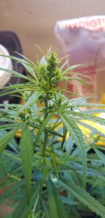 20210215_085234.jpg 20210215_085234.jpg