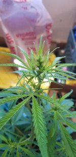 20210215_085242.jpg 20210215_085242.jpg