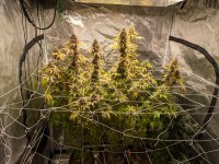 first_harvest.jpg