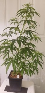 20210216_120754.jpg 20210216_120754.jpg