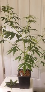 20210216_115401.jpg 20210216_115401.jpg