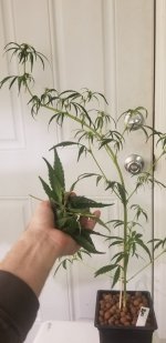 20210216_115217.jpg 20210216_115217.jpg