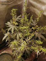 Herijuana male.jpg