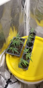 20210220_123716.jpg 20210220_123716.jpg