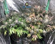 AE5C31C3-A049-4115-A1F1-367CFB8D62D7.jpeg AE5C31C3-A049-4115-A1F1-367CFB8D62D7.jpeg