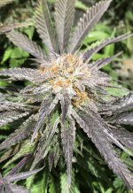 A2755CFF-698A-4936-9045-93DF0CD87728.jpeg A2755CFF-698A-4936-9045-93DF0CD87728.jpeg