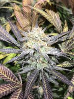 98FB25EA-14CB-4AFC-8F3F-A4CB2F8C1234.jpeg 98FB25EA-14CB-4AFC-8F3F-A4CB2F8C1234.jpeg