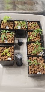 20210228_121831.jpg 20210228_121831.jpg