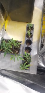 20210228_121736.jpg 20210228_121736.jpg