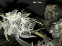 Capt's Farm - Bodean Buckeye x Blood Orange x Capts Mystery RUn.jpg