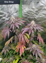 One Drop - Bubba Slush week #7.jpg