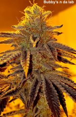 Bubby's n da lab - %22ricky%22 orange cookies x chocolate diesel (useful).jpg